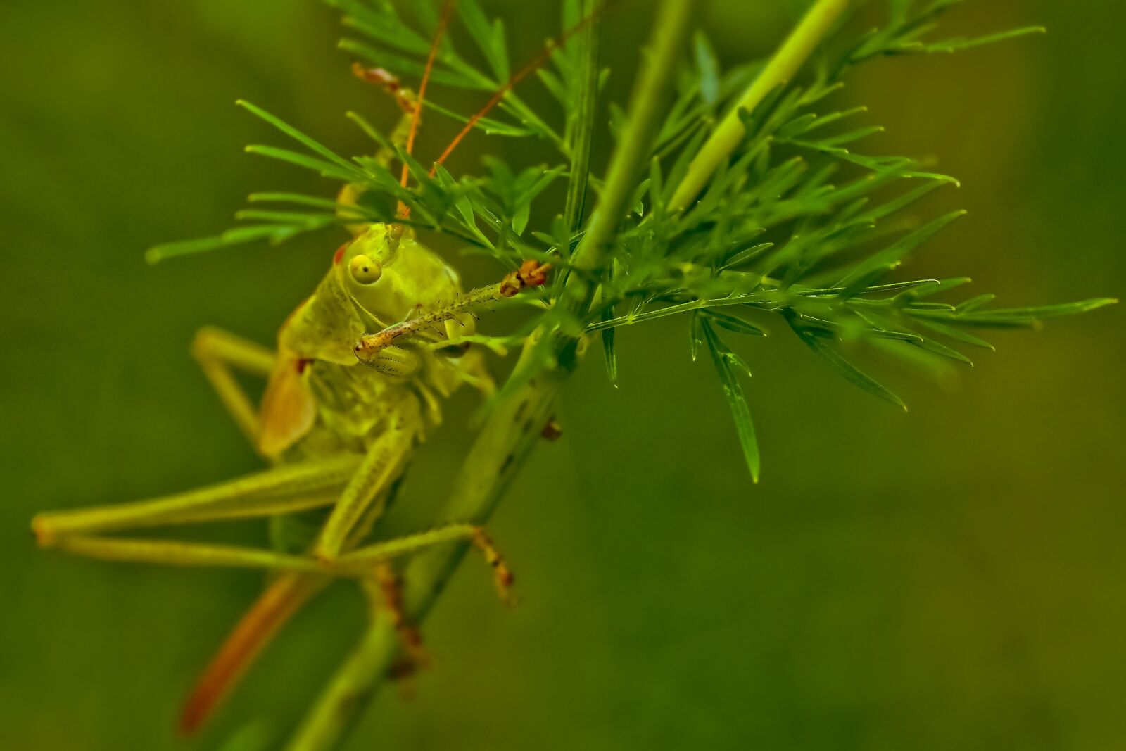 Olympus OM-D E-M10 sample photo. Animal, grasshopper, insect photography