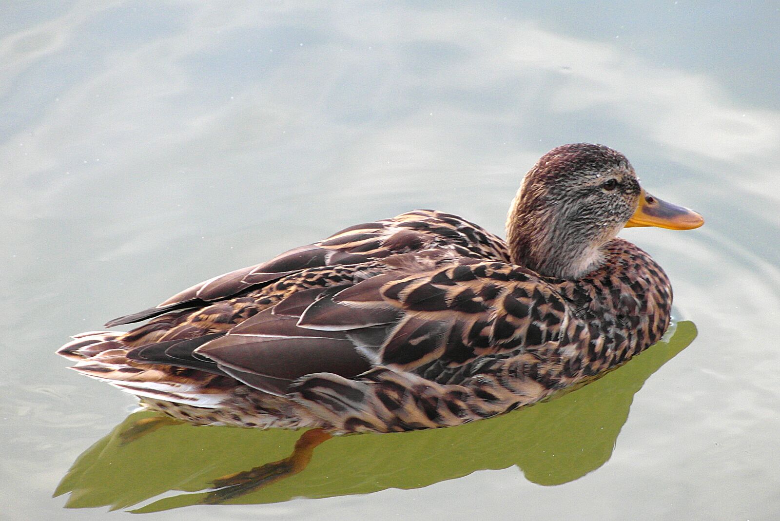 Samsung WB750 sample photo. Duck, bird, plumage photography
