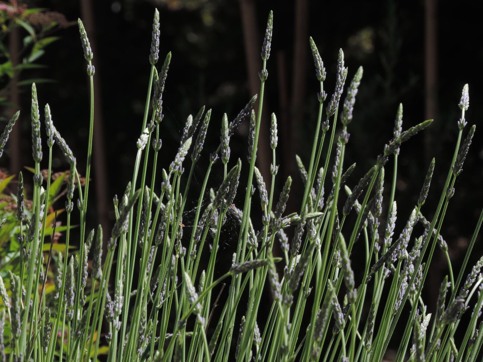 Nikon Coolpix P520 sample photo. English lavender, shoot, flower photography
