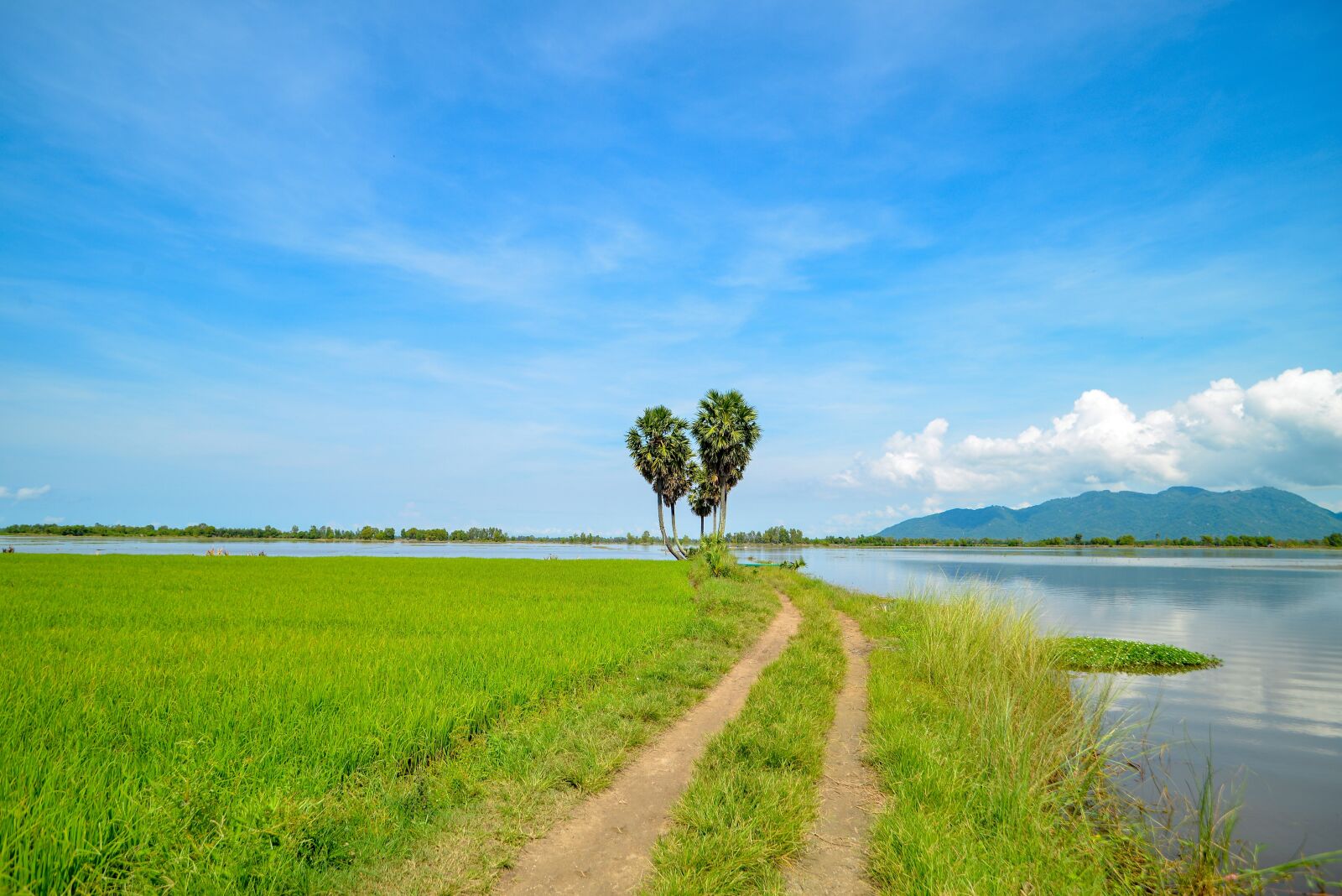Nikon D600 sample photo. Tree, alone, tri ton photography
