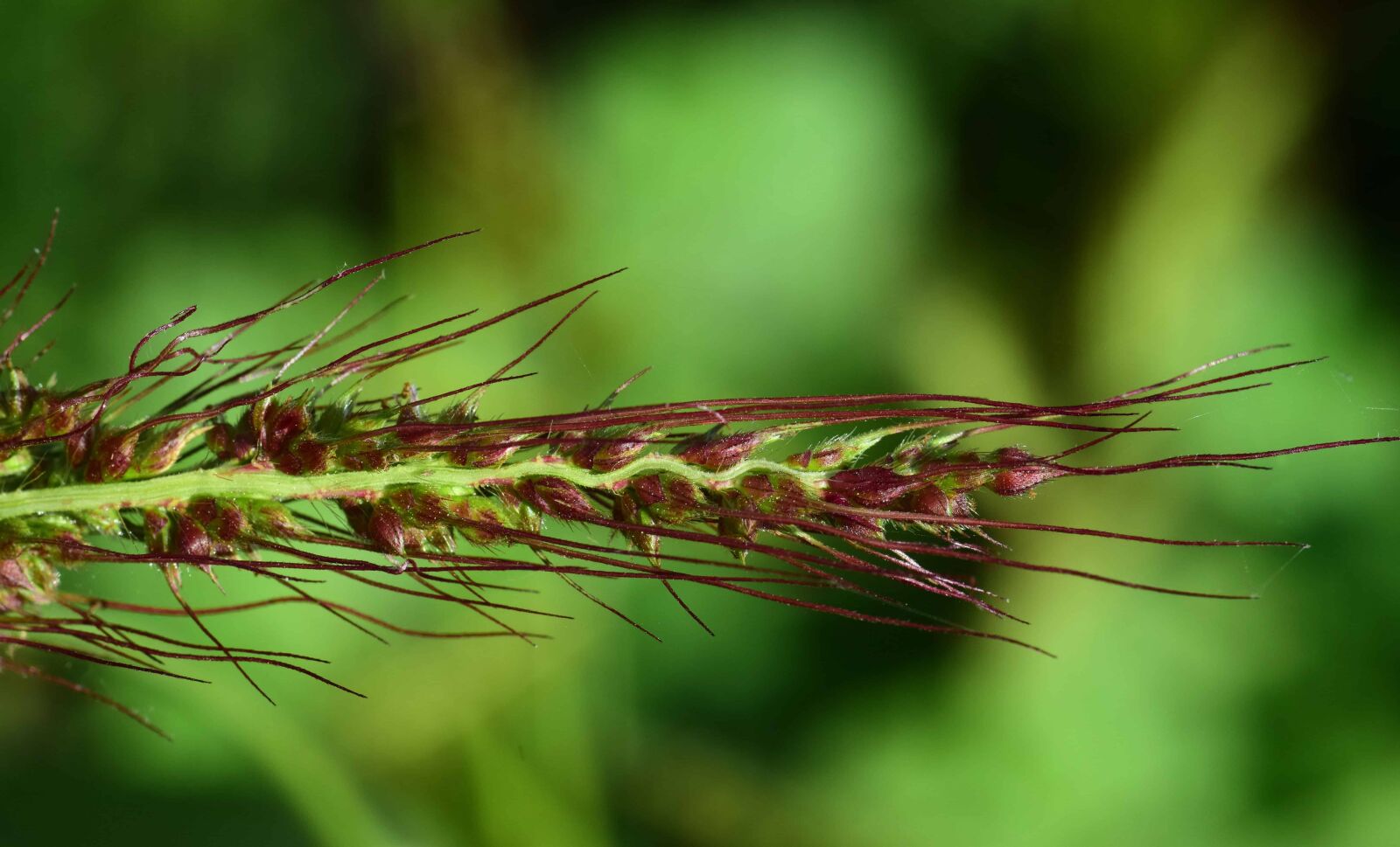 Nikon D3300 sample photo. Plant, seed, nature, flora photography