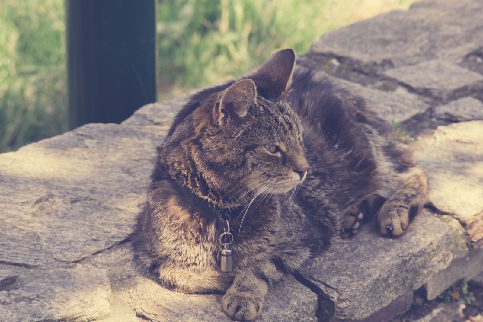Nikon D3300 sample photo. Cat, animal, cute photography