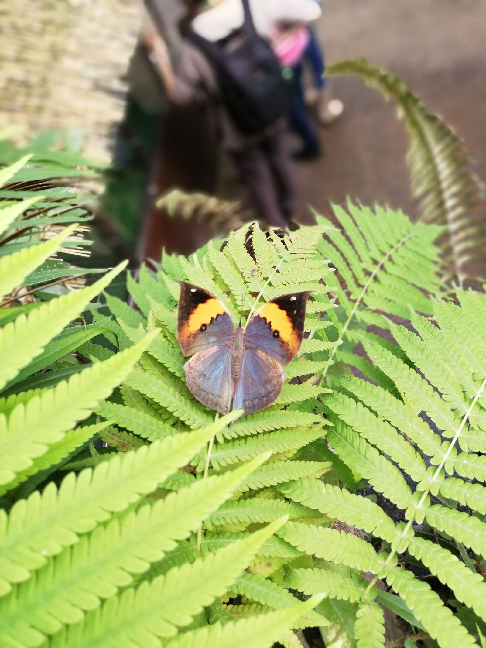 HUAWEI P20 lite sample photo. Butterfly, botanical garden, insect photography
