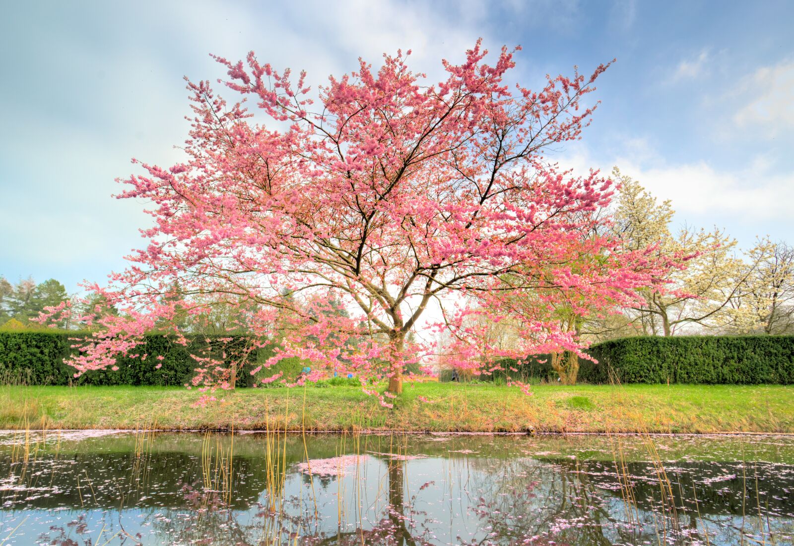 Nikon D610 sample photo. Pink tree, blossom, sunny photography