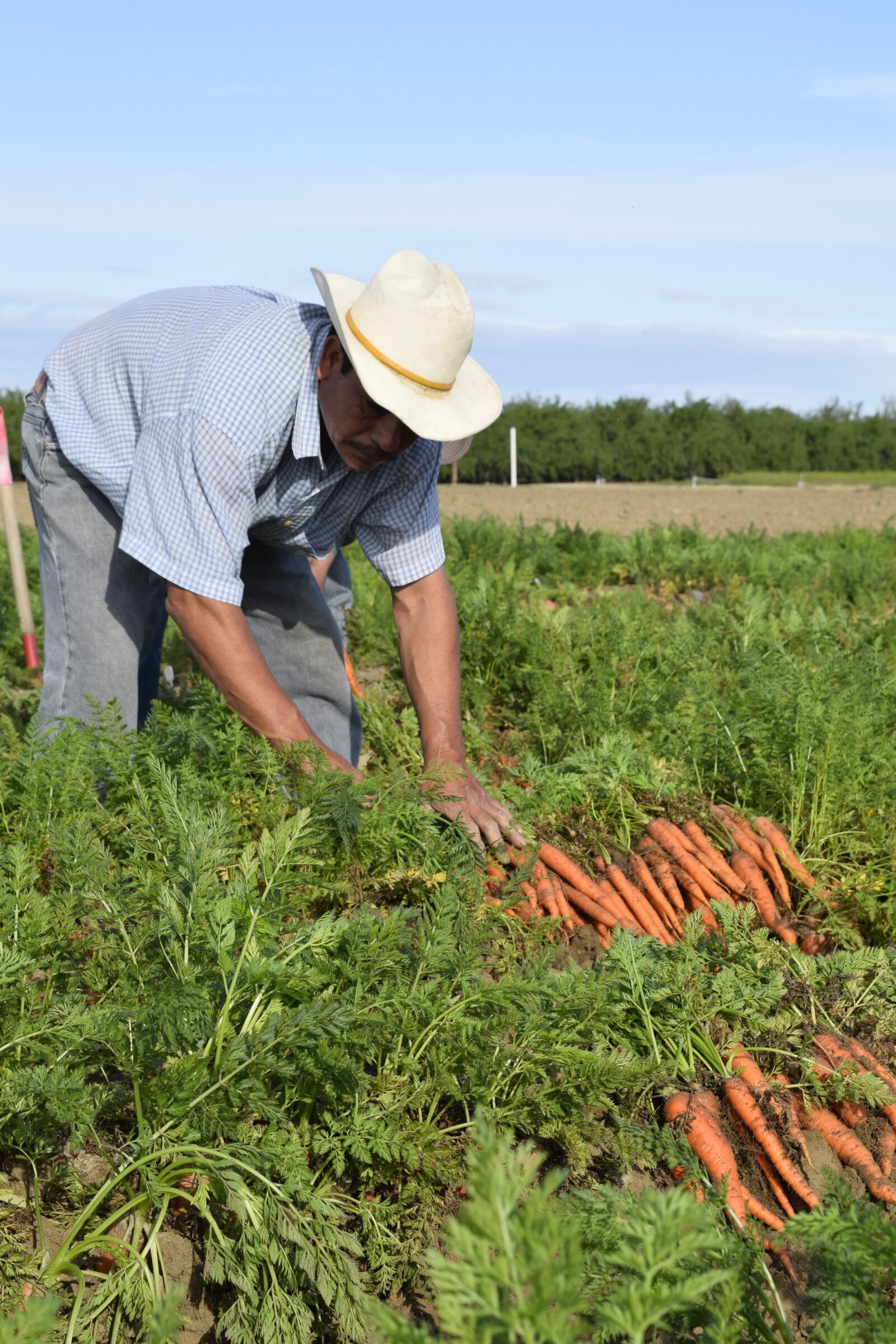 Nikon D3300 sample photo. Carrot, grower, carrot grower photography