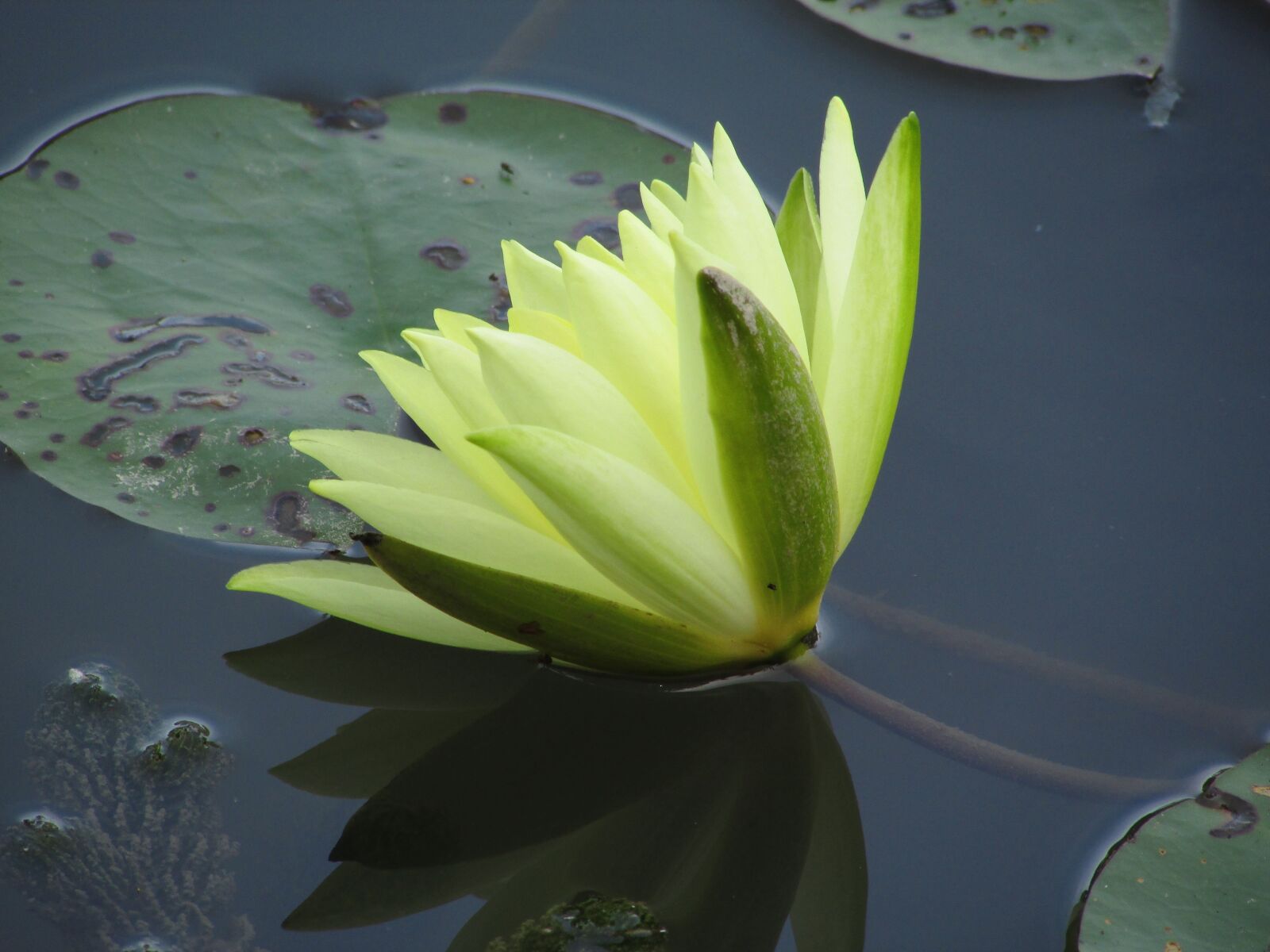 Canon PowerShot SX500 IS sample photo. Lotus, yellow, flowers photography