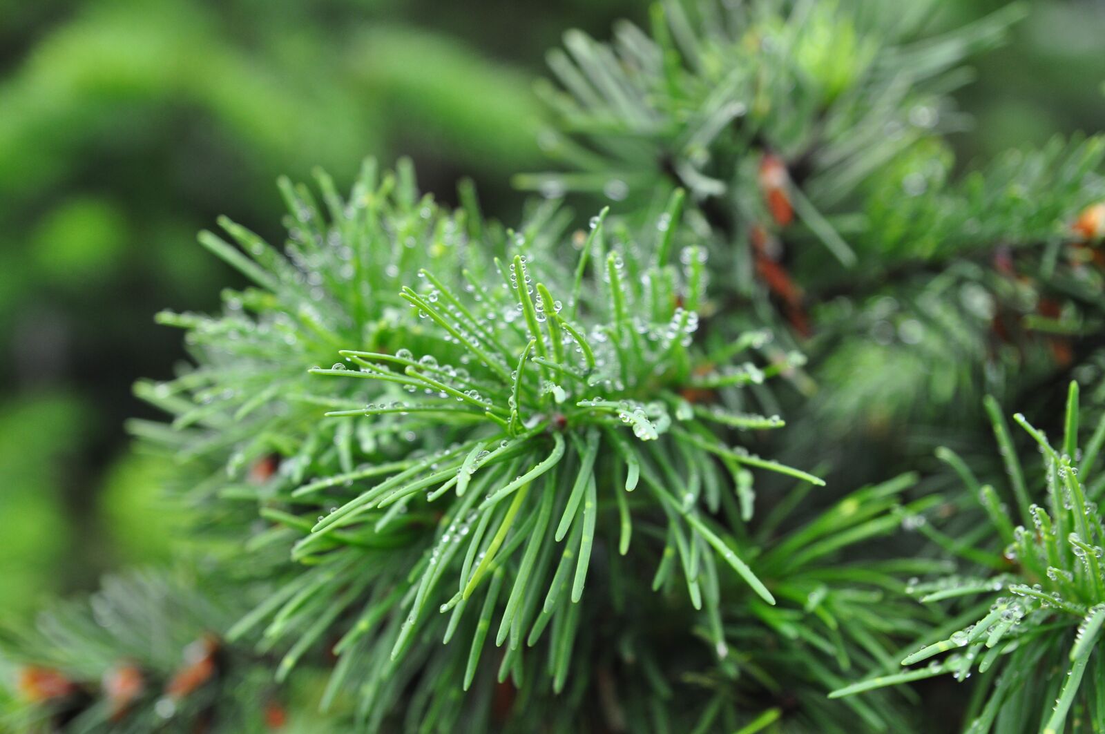 Nikon D90 sample photo. Needle, flora, nature photography