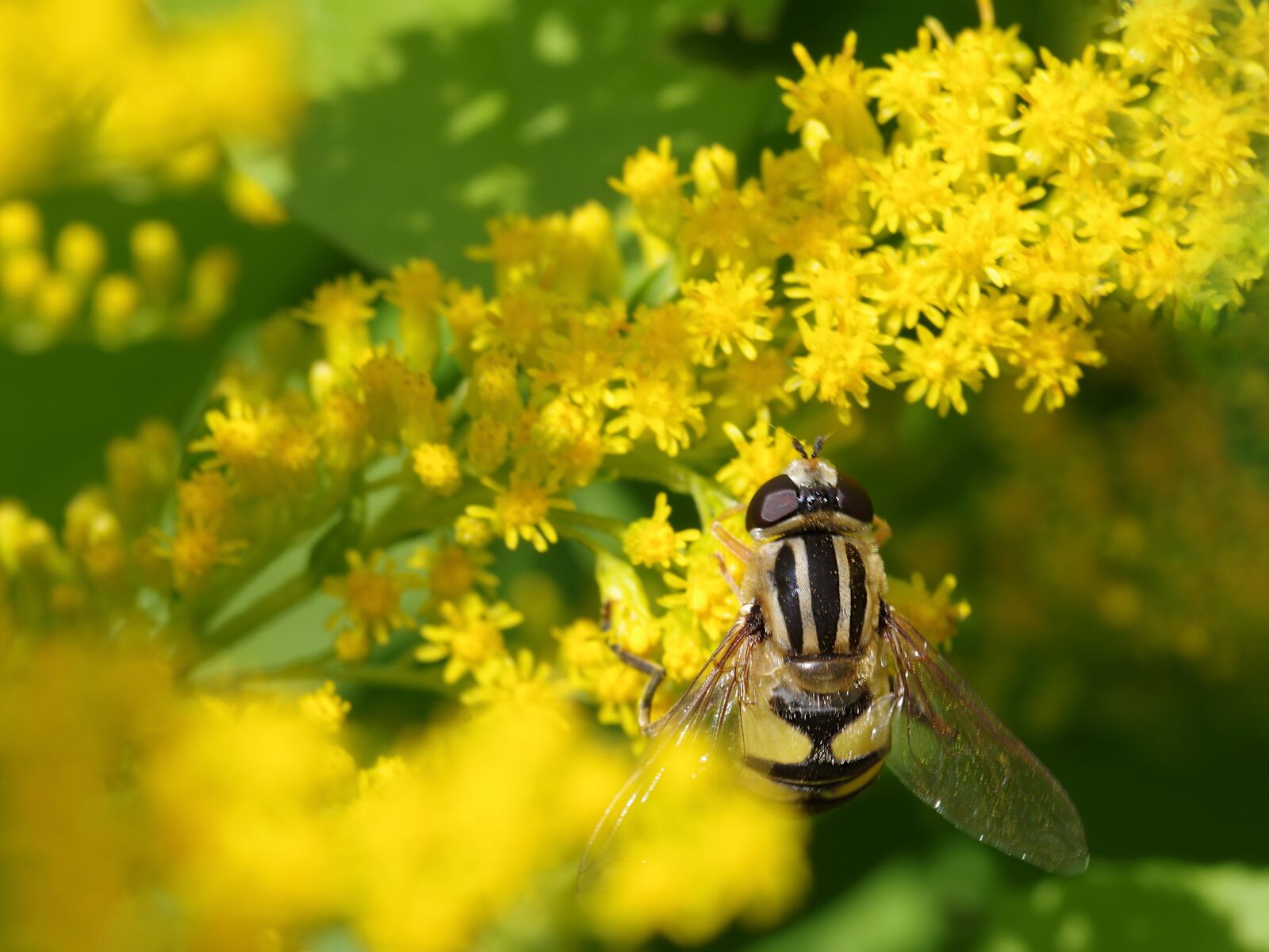 Canon PowerShot S110 sample photo. Macro, flower fly, flowers photography
