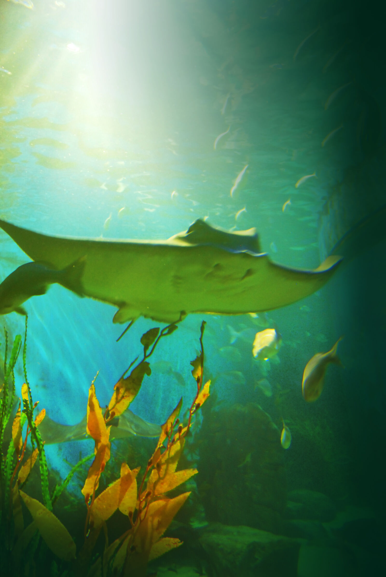 Nikon D80 sample photo. Aquarium, stingray, under, water photography