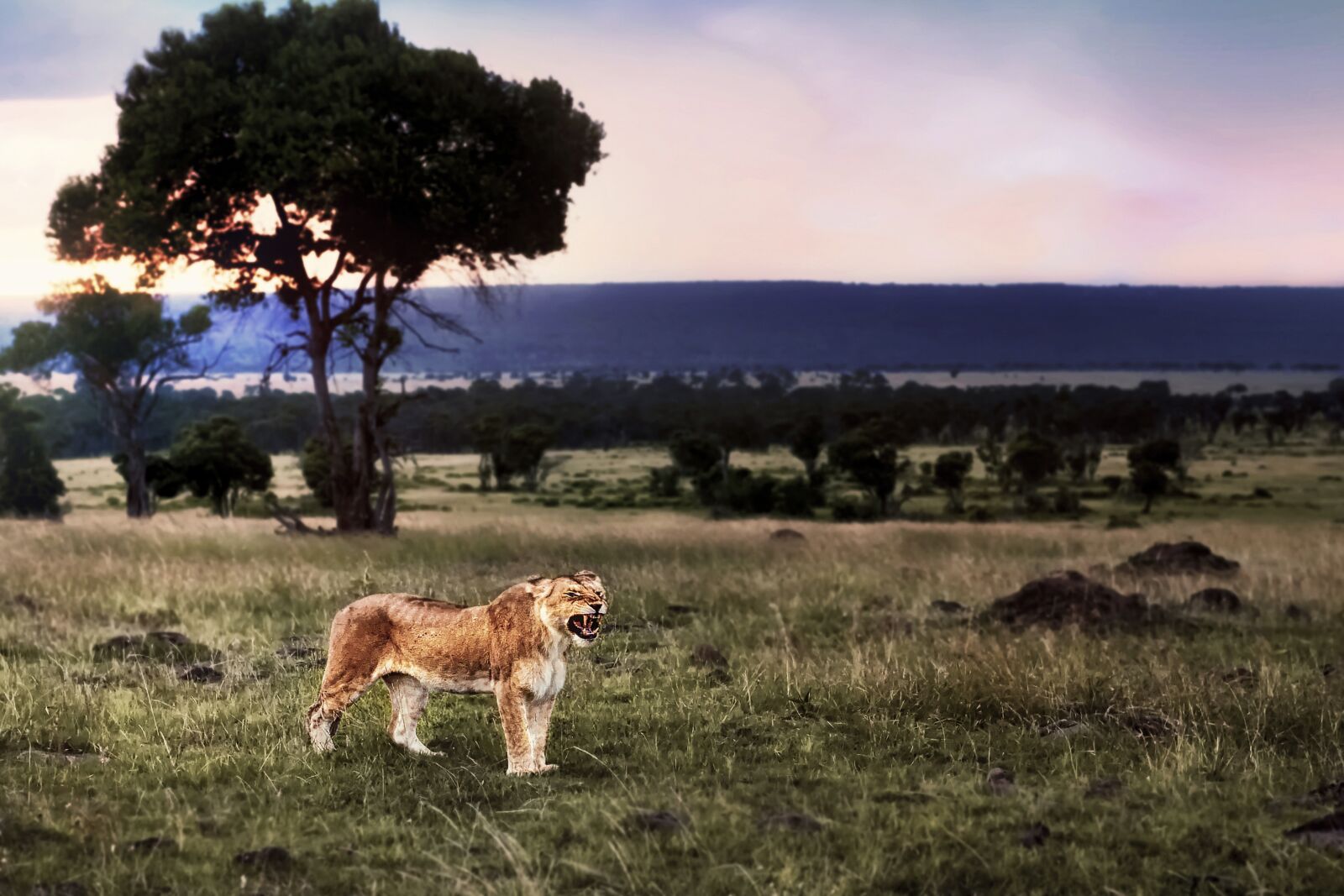 Nikon D3S sample photo. Lion, animal, safari photography