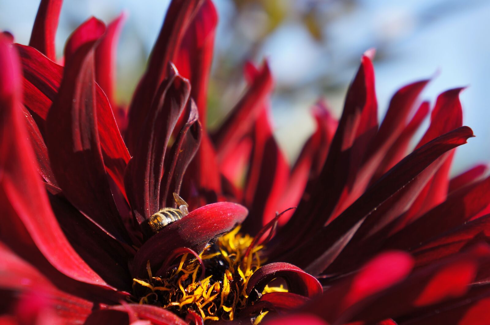 Sony Alpha NEX-5N + Sony E 18-55mm F3.5-5.6 OSS sample photo. Red flower, bee, insect photography