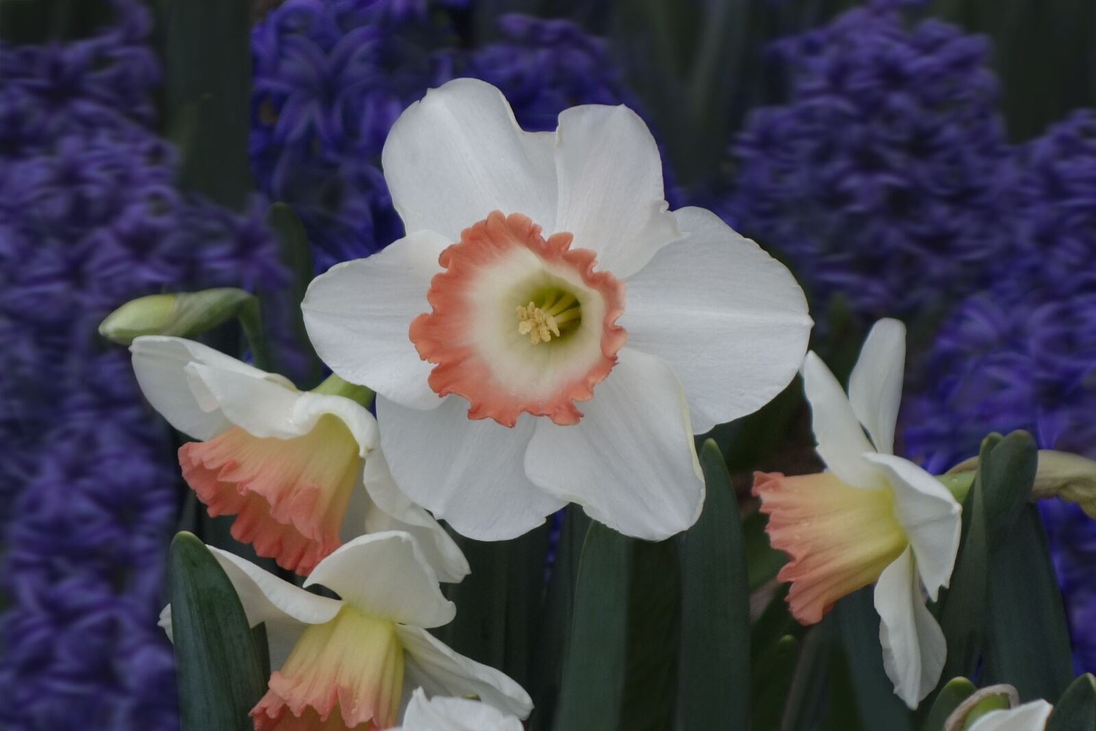 Hasselblad Stellar sample photo. Daffodil, flower, nature photography
