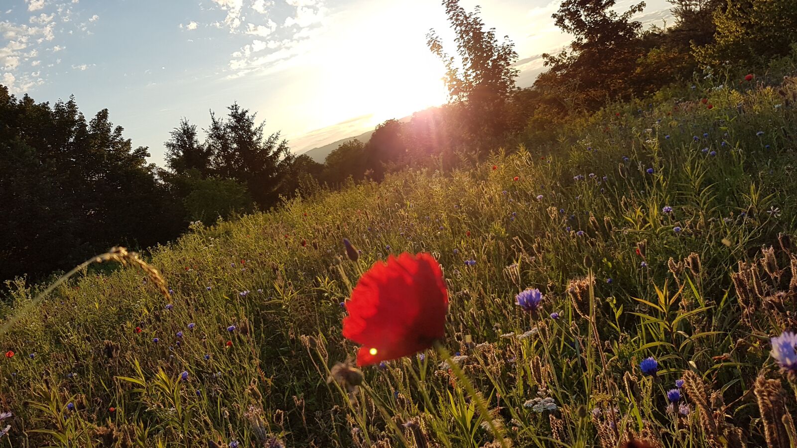 Samsung Galaxy S7 sample photo. Landscape, flowers, sunset photography