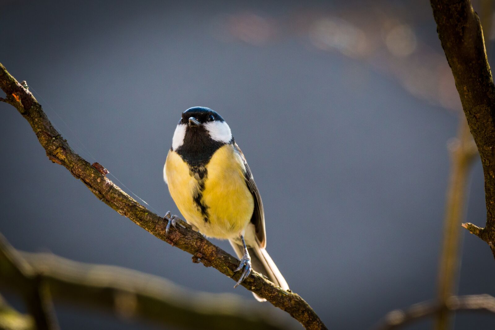 150-600mm F5-6.3 DG OS HSM | Contemporary 015 sample photo. Tit, songbird, bird photography