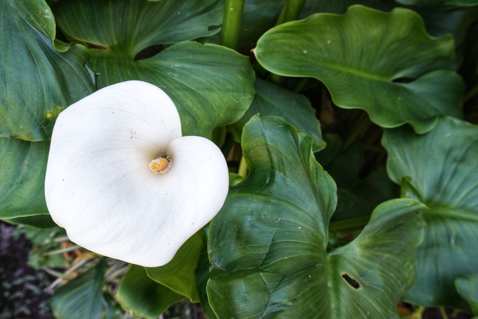 Sony a6400 sample photo. Arum-lily, flowers, plants photography