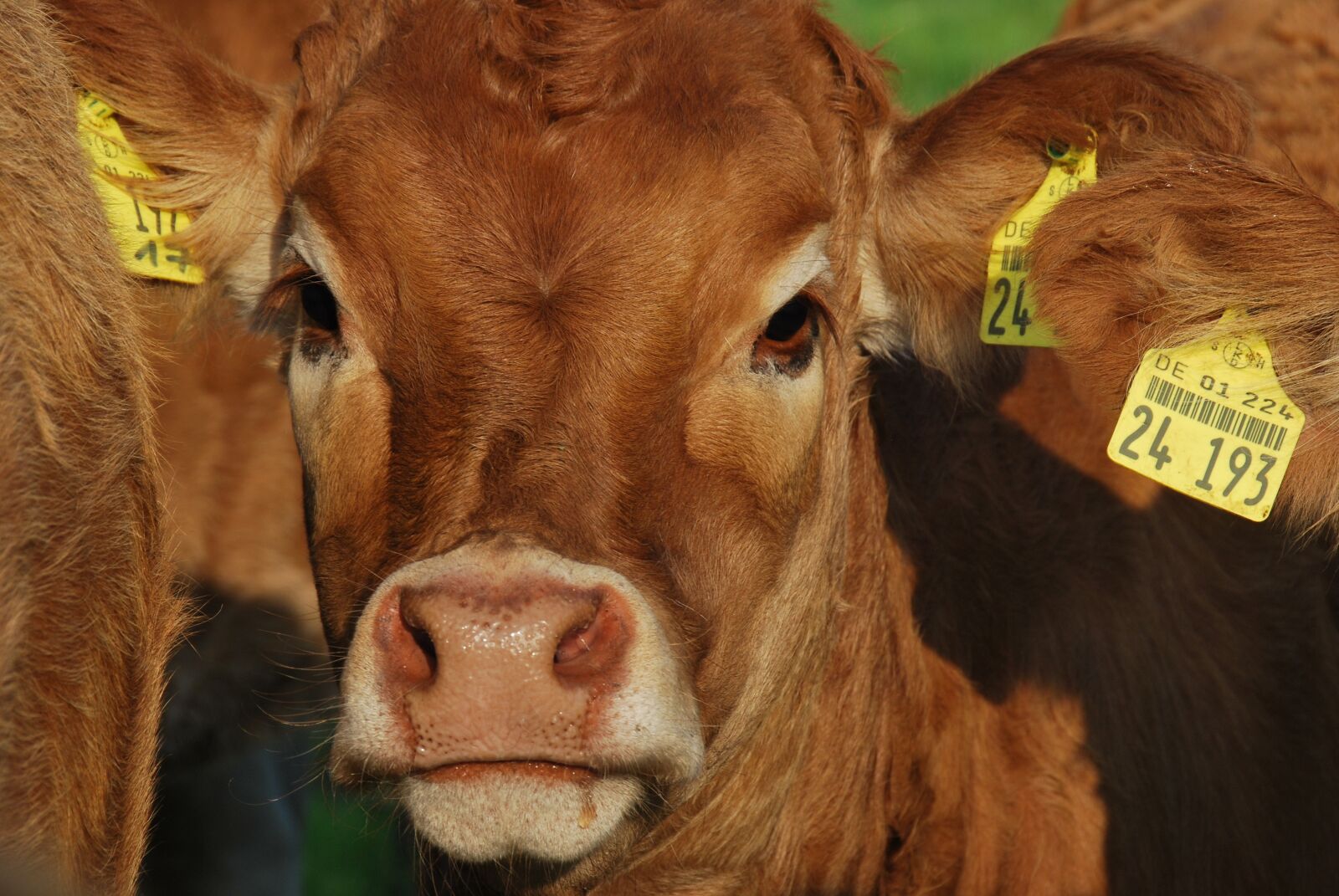 Nikon D60 sample photo. Nature, calf, view photography