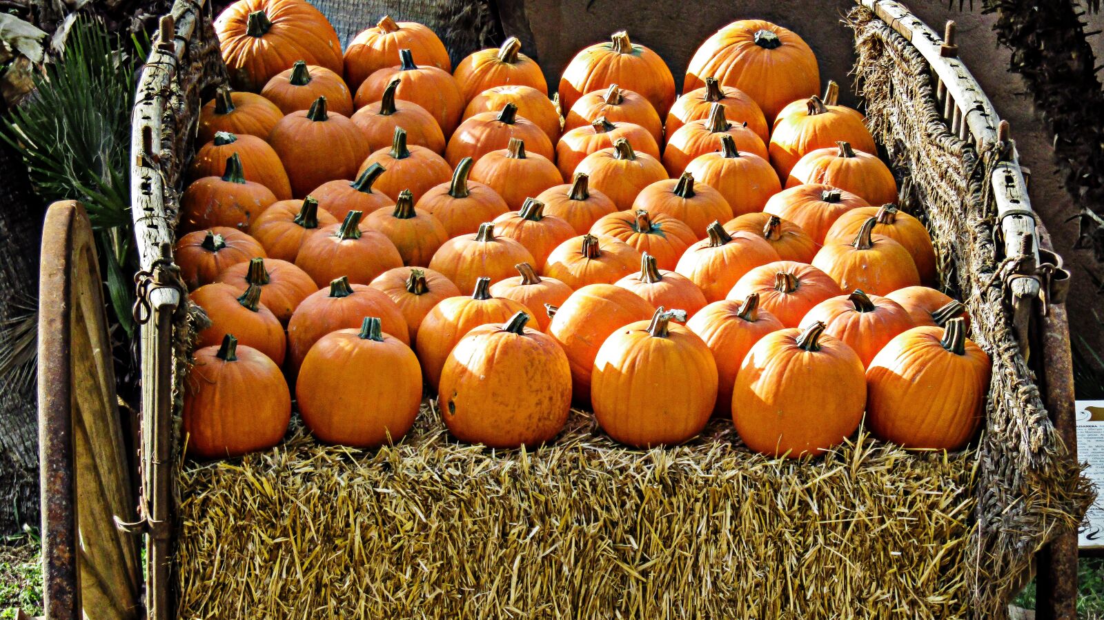 Canon PowerShot SX410 IS sample photo. Pumpkin, fruit, food photography
