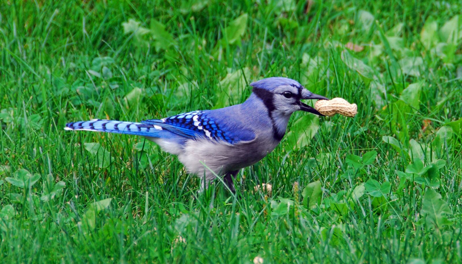 Nikon D200 sample photo. Bird, bluejay, blue photography