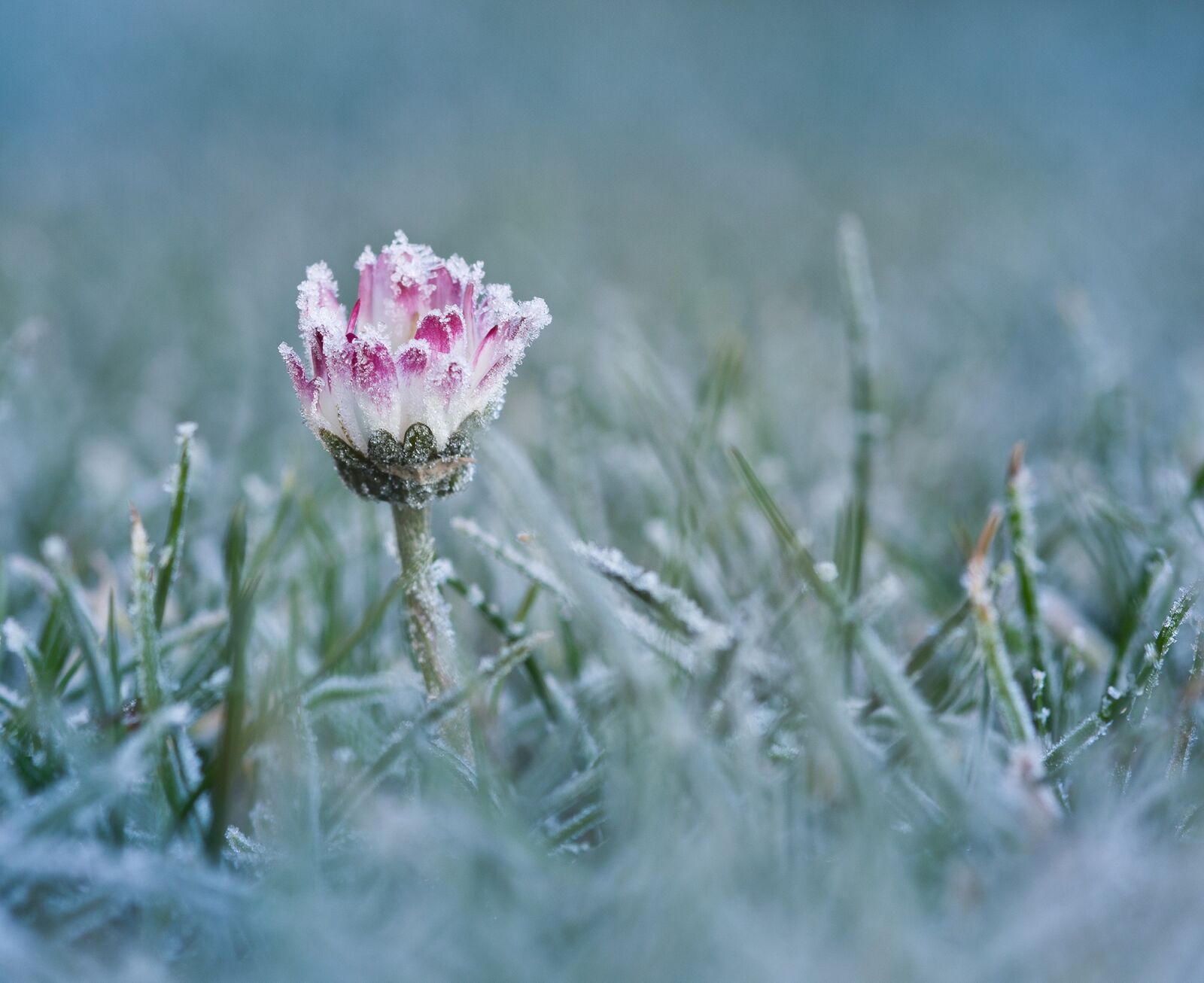 Sony SLT-A55 (SLT-A55V) sample photo. Daisy, frost, cold photography