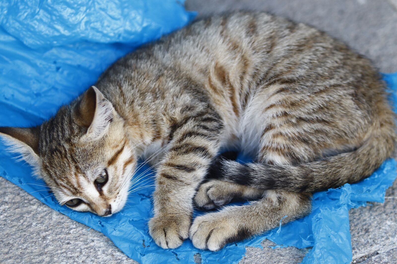 Canon EOS 200D (EOS Rebel SL2 / EOS Kiss X9) sample photo. Cat, tabby, cute photography