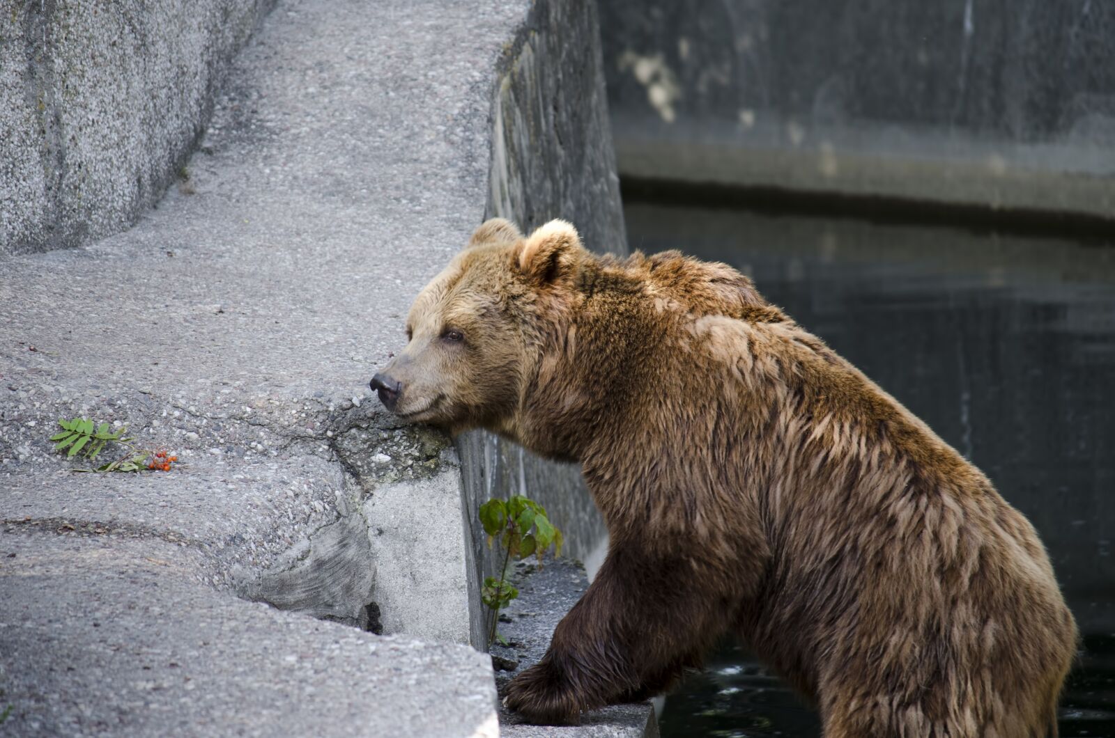 Nikon D5100 sample photo. The bear, teddy bear photography