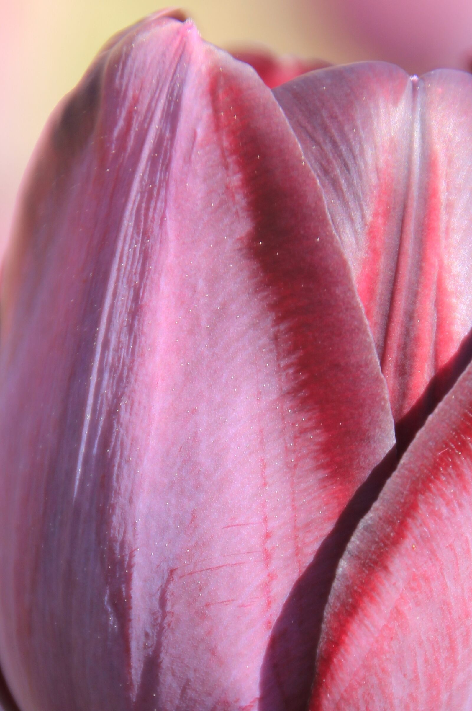 Canon EOS 550D (EOS Rebel T2i / EOS Kiss X4) sample photo. Pink, tulip, flower photography