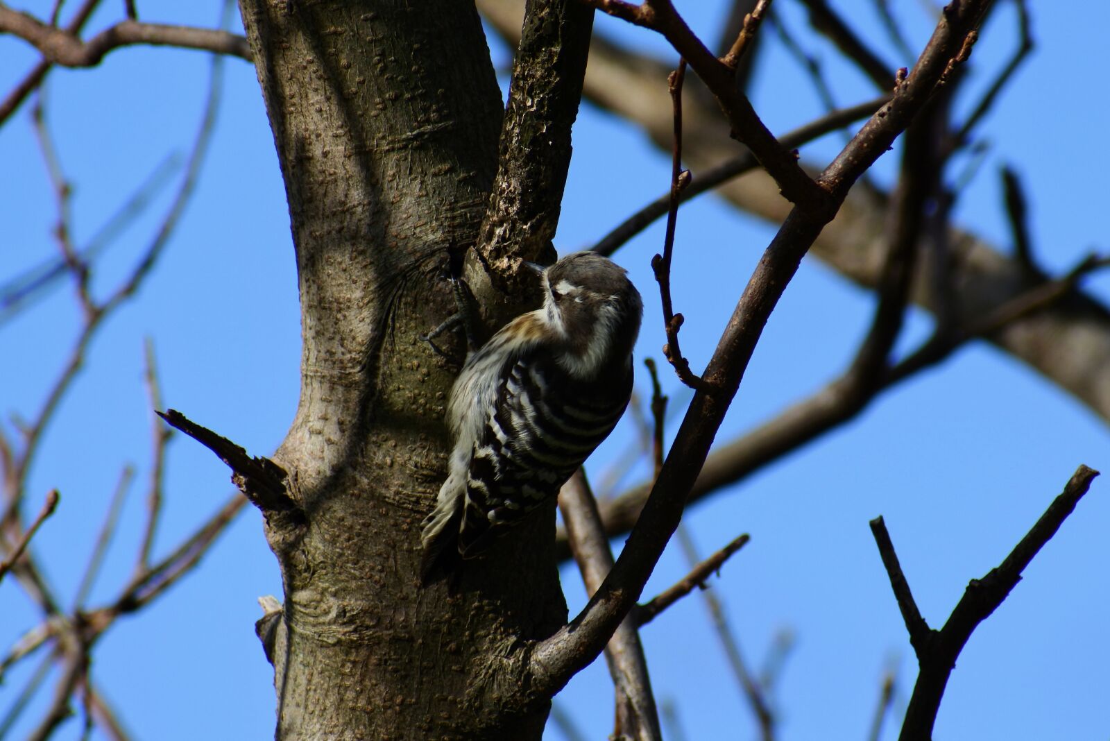 VR 70-300mm f/4.5-6.3G sample photo. Animal, forest, wood photography