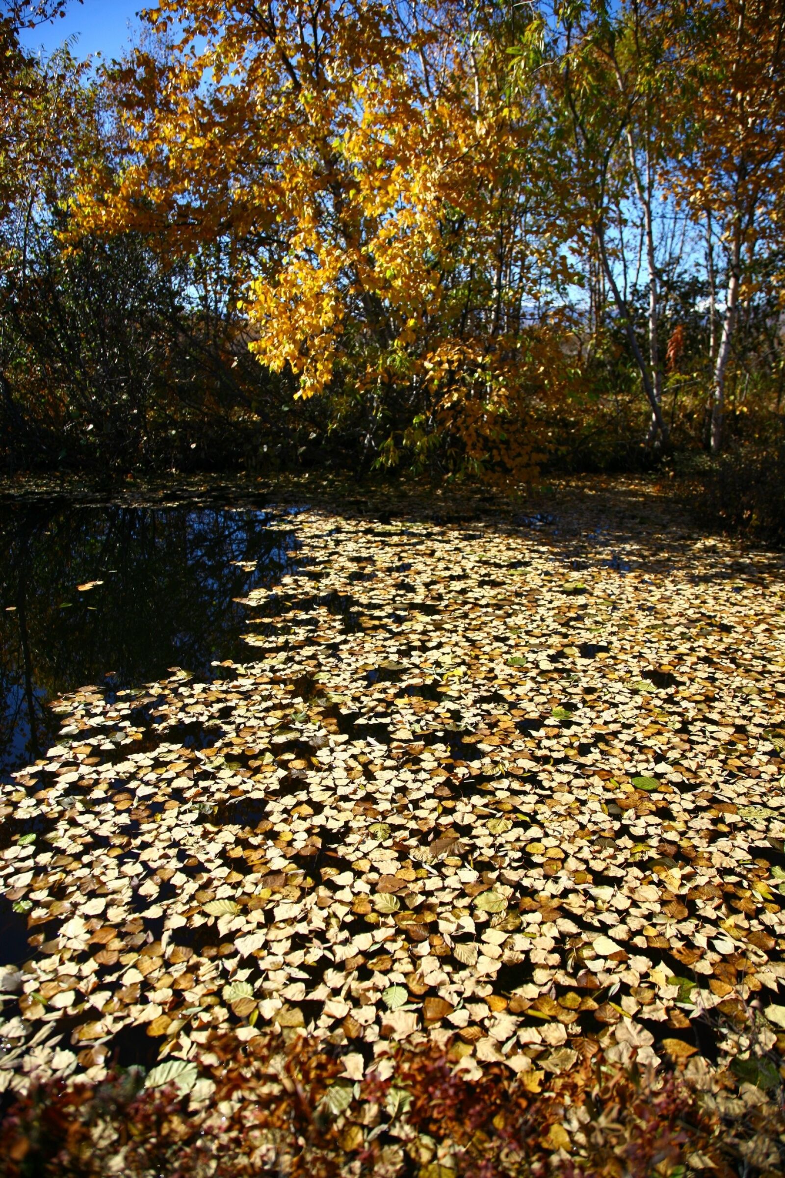 Canon EOS 5D sample photo. Autumn, fallen leaves, lake photography