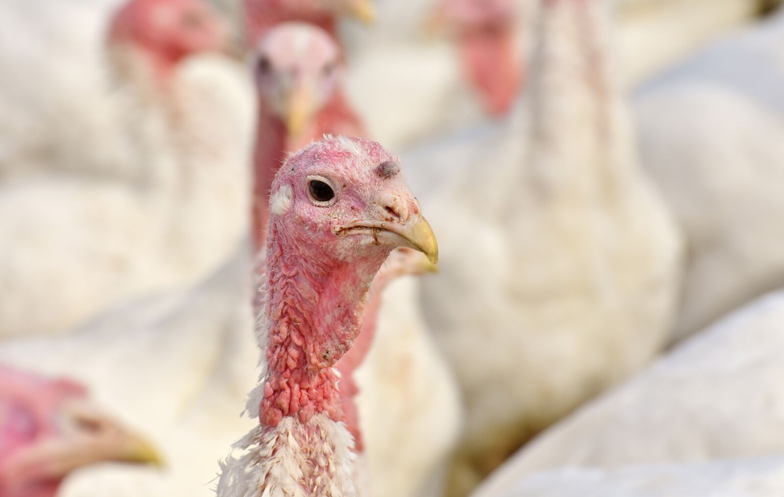 Nikon D7200 sample photo. Turkeys, birds, poultry photography