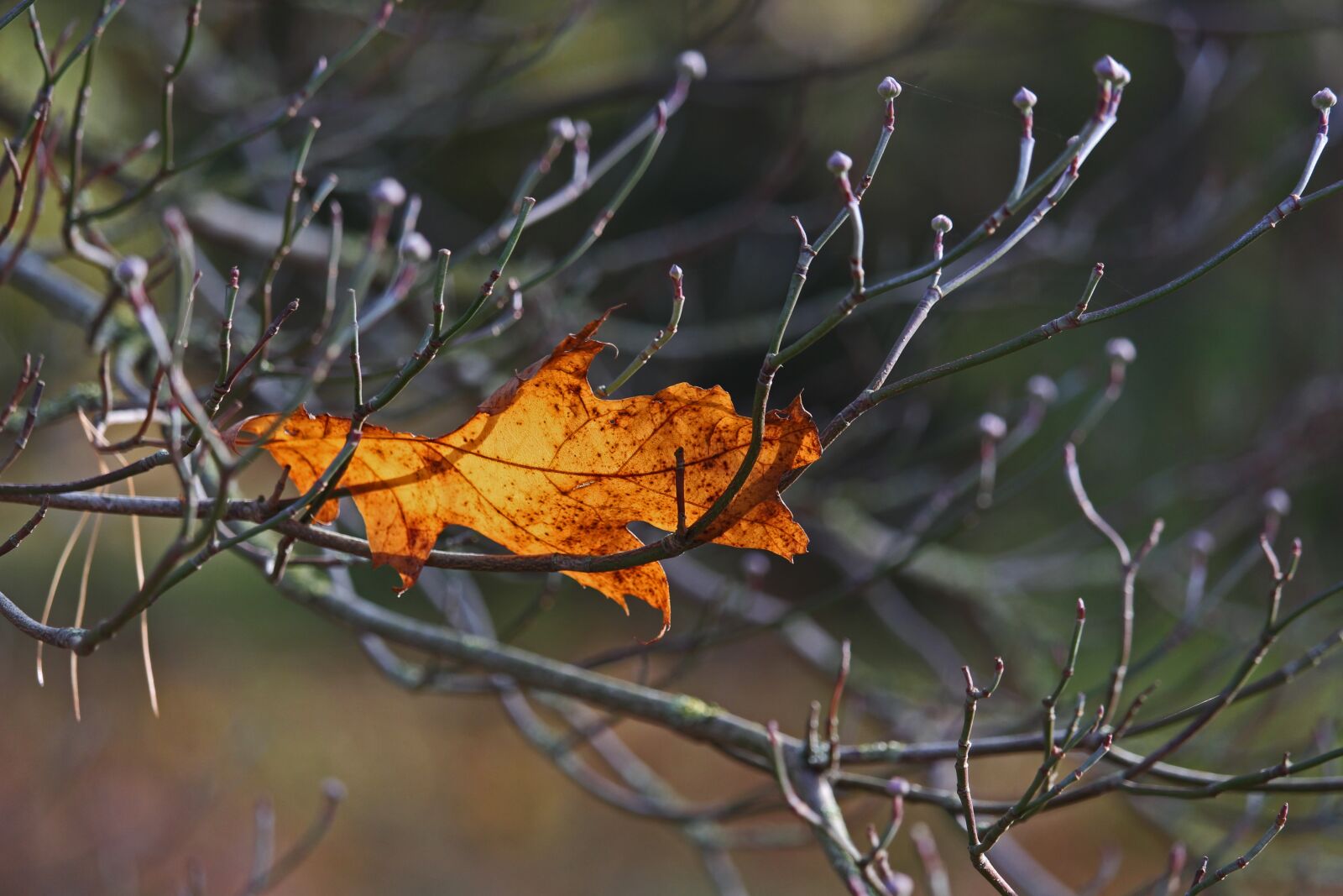 Canon EF-S 55-250mm F4-5.6 IS STM sample photo. Autumn, autumn leaf, fall photography