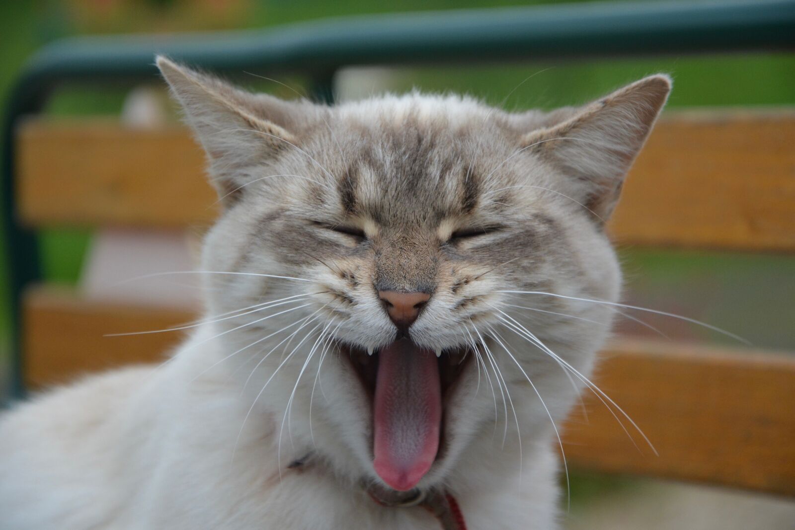 Nikon D5200 sample photo. Cat, yawning cat, domestic photography