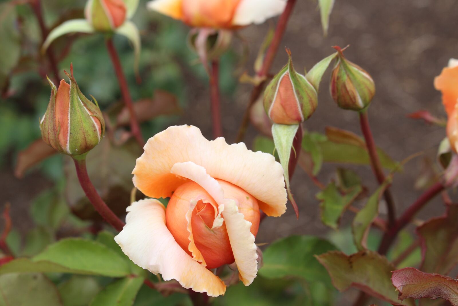 Canon EOS 700D (EOS Rebel T5i / EOS Kiss X7i) sample photo. Rose, flower, rose garden photography