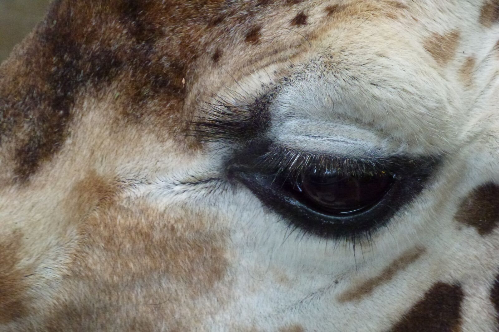 Panasonic Lumix DMC-ZS10 (Lumix DMC-TZ20 / Lumix DMC-TZ22) sample photo. Giraffe, eye, animal photography