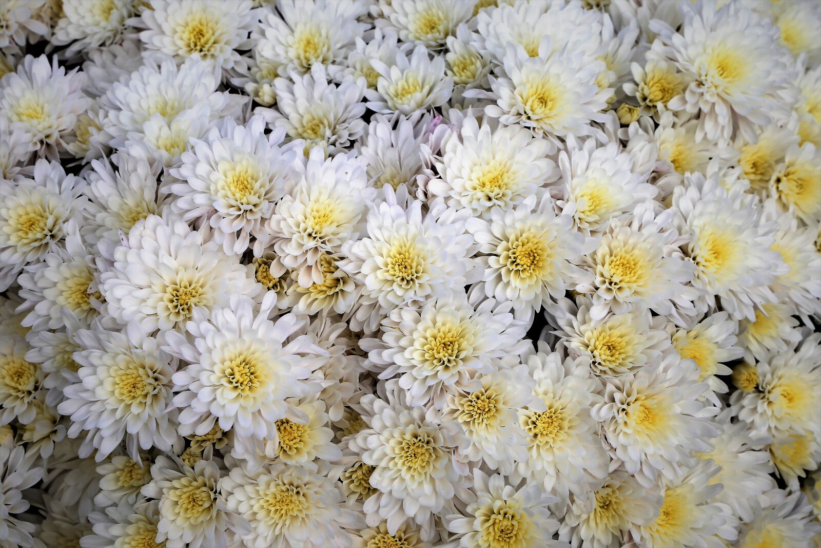 Canon EF 24-105mm F3.5-5.6 IS STM sample photo. White chrysanthemum, flower, blooming photography