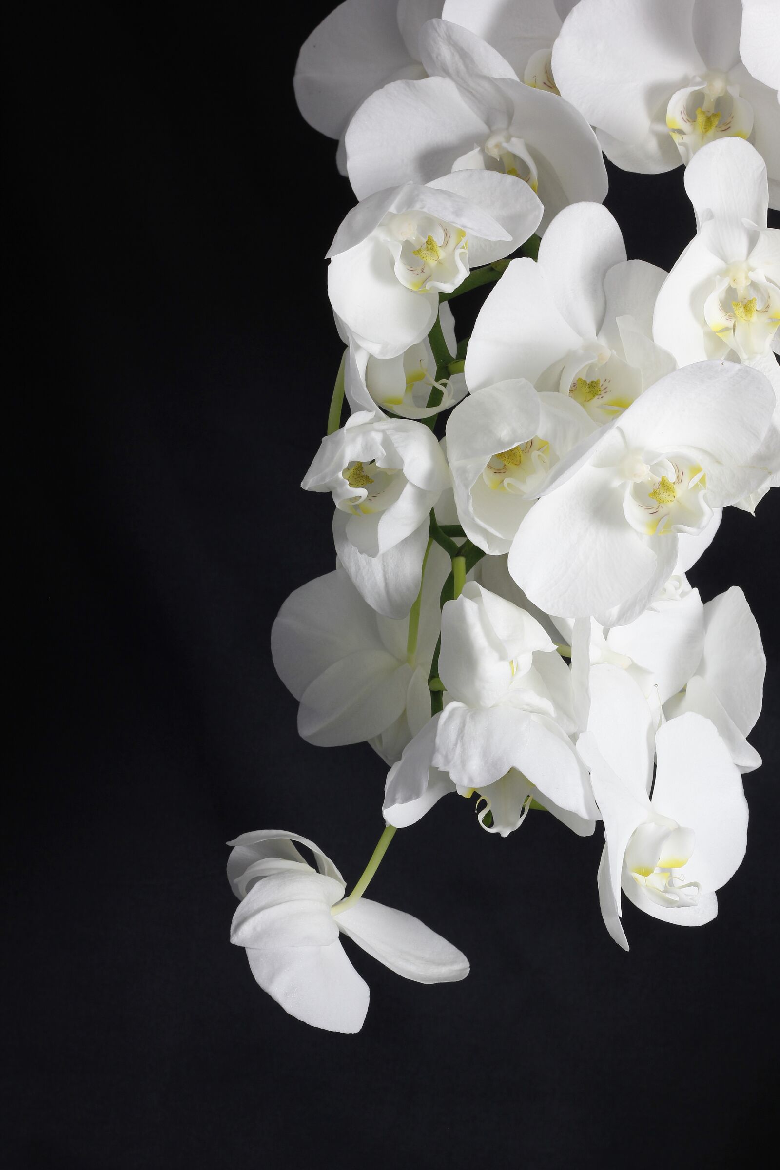 Canon EOS 550D (EOS Rebel T2i / EOS Kiss X4) sample photo. Orchid, flower, plant photography