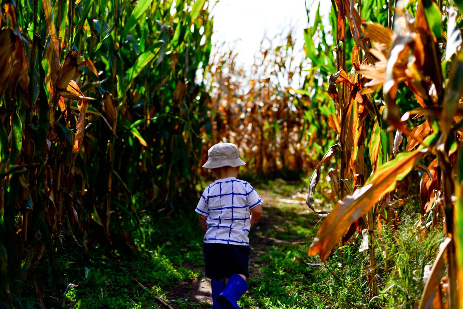 Nikon D800 sample photo. Cornfield, maze, nature photography