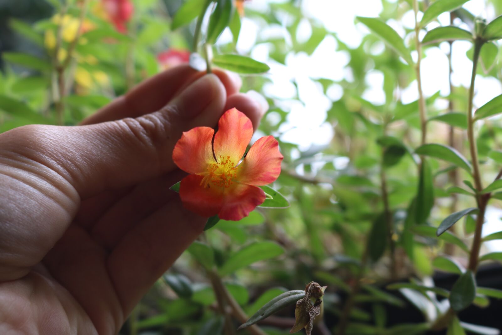 Canon EOS 750D (EOS Rebel T6i / EOS Kiss X8i) sample photo. Flower, hand, nature photography