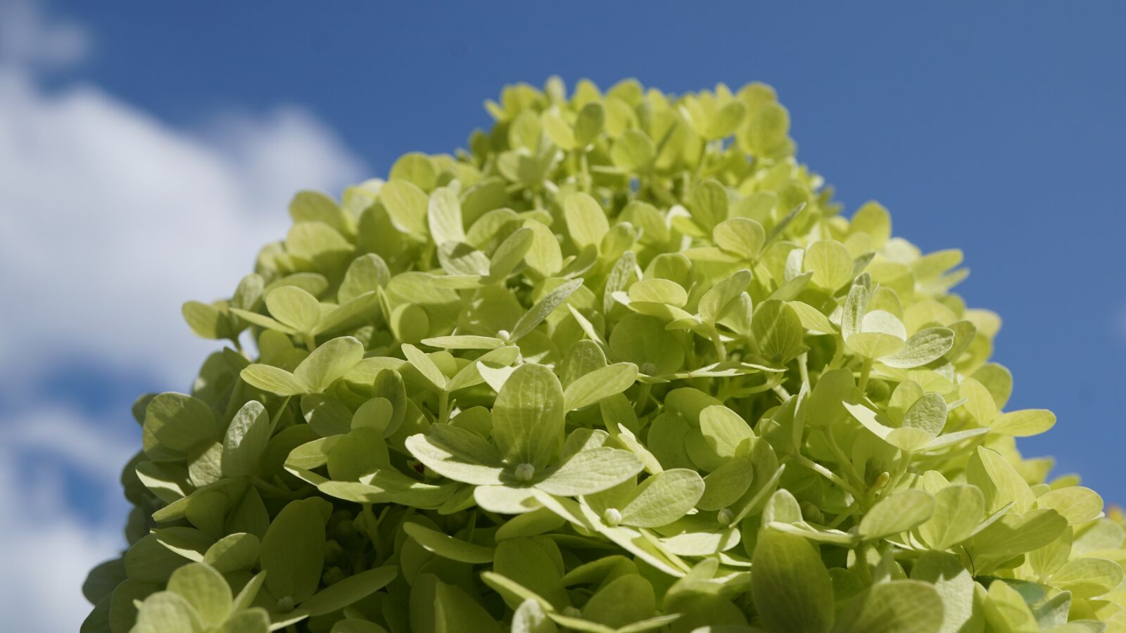 Sony E 30mm F3.5 Macro sample photo. Background, pattern, hydrangea photography
