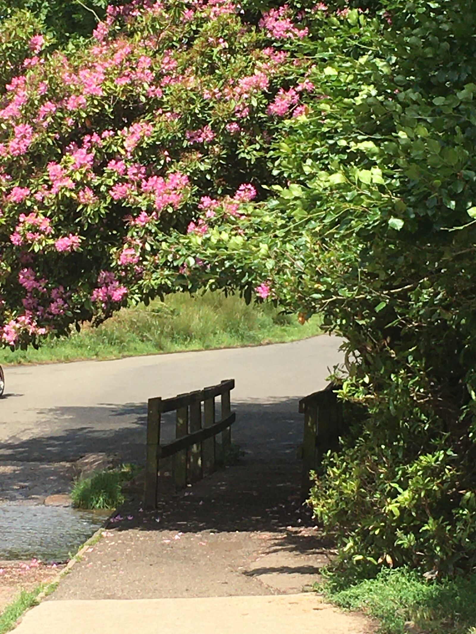 iPhone 6s back camera 4.15mm f/2.2 sample photo. Flowers, landscape, bridge photography
