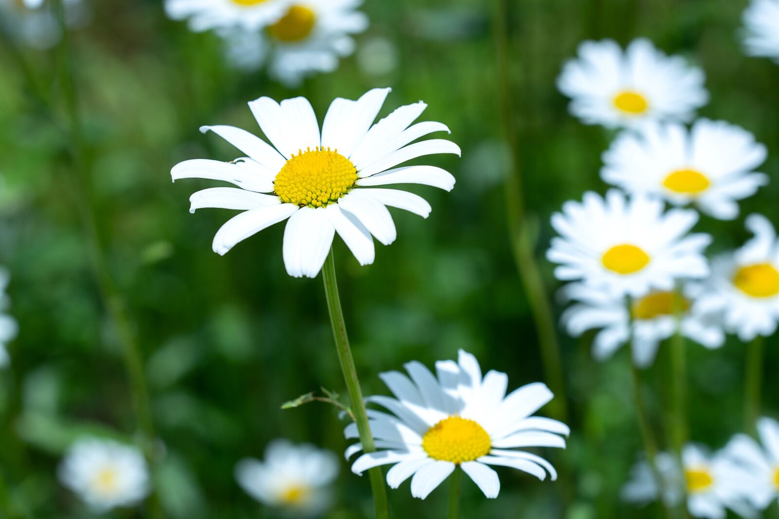 Nikon D7100 sample photo. Daisies, flowers, flower meadow photography