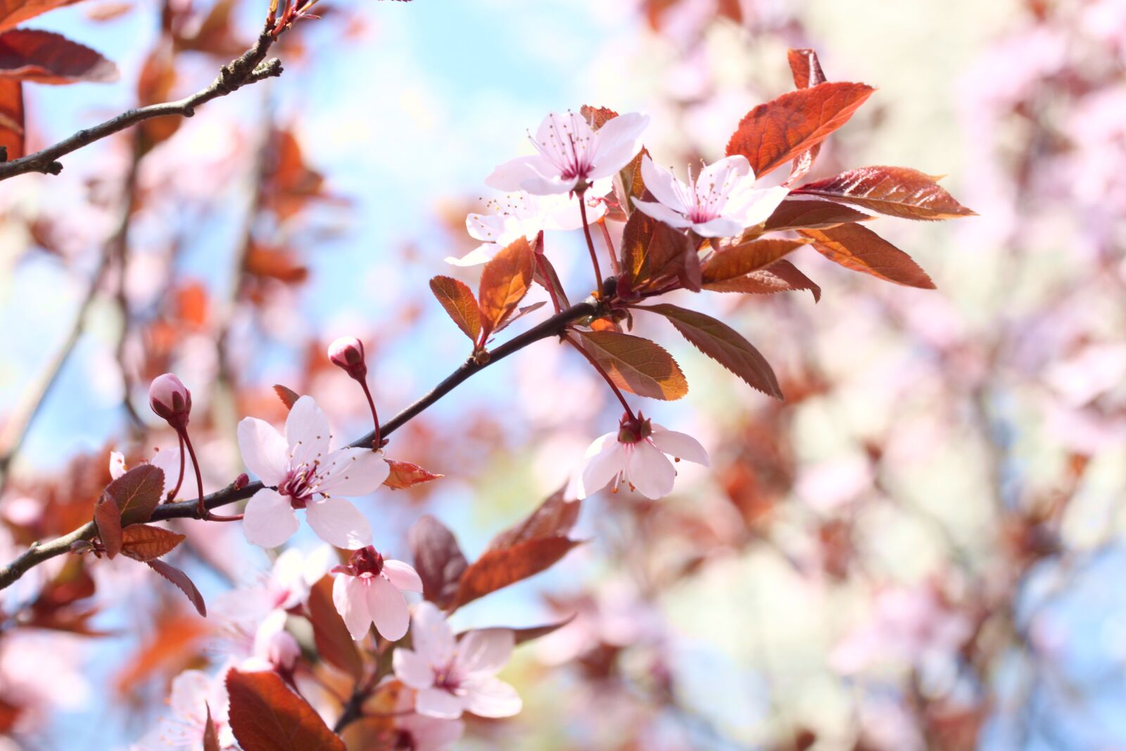Canon EOS 500D (EOS Rebel T1i / EOS Kiss X3) sample photo. Flowers, spring, flower photography