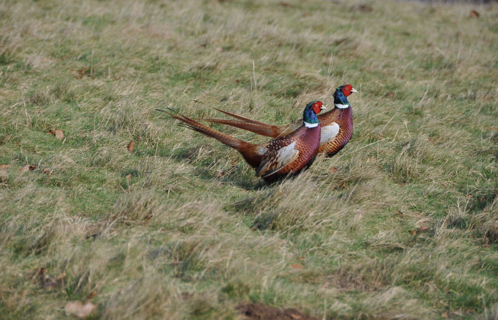Nikon D5000 sample photo. Pheasants, running, amusing expresssion photography