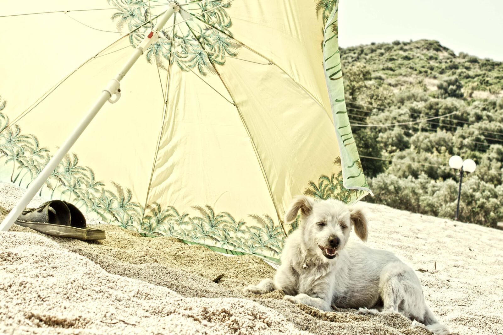Canon EF-S 18-55mm F3.5-5.6 IS sample photo. Dog, parasol, summer, sand photography