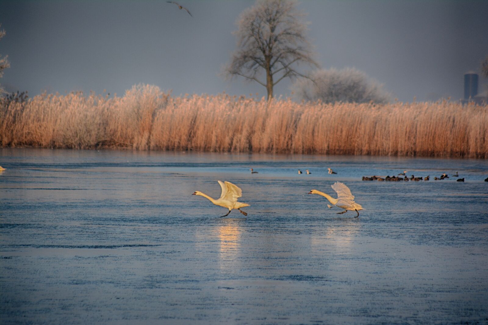 Nikon D5200 sample photo. Lake, frost, landscape photography