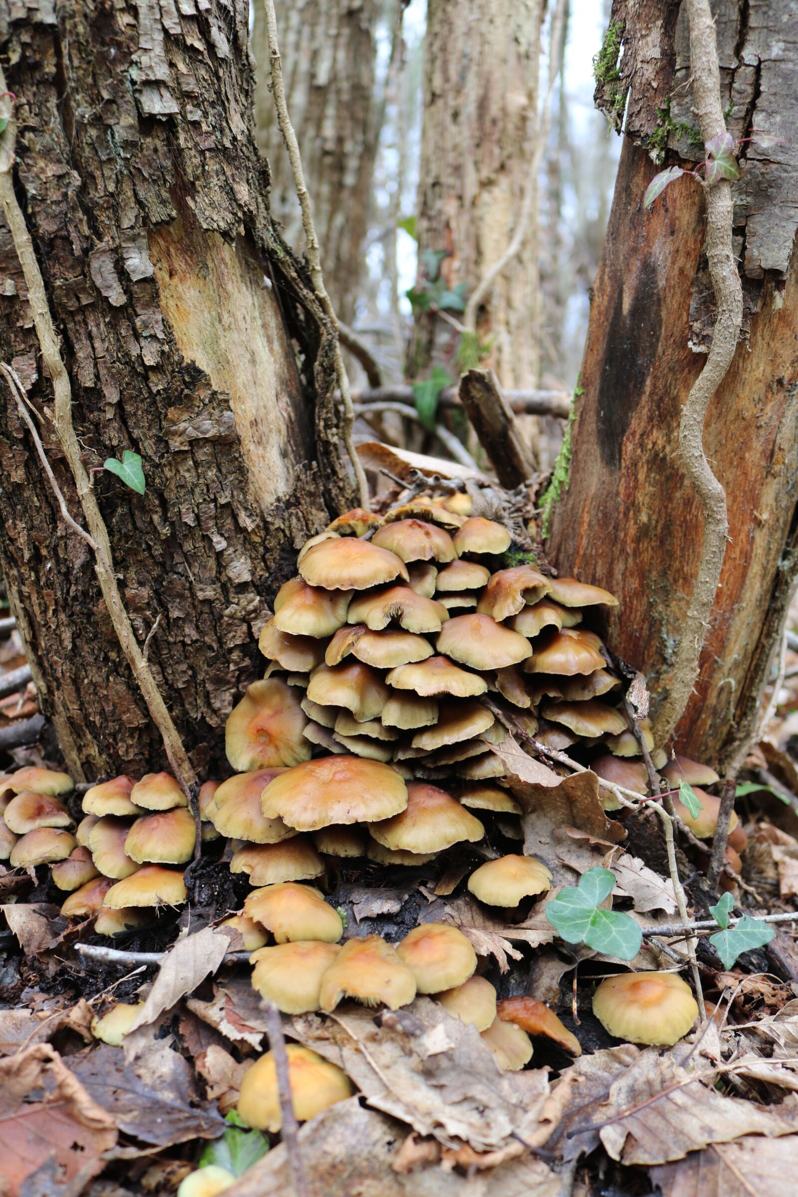 Canon EOS 750D (EOS Rebel T6i / EOS Kiss X8i) sample photo. Fungi, mushrooms, forest photography