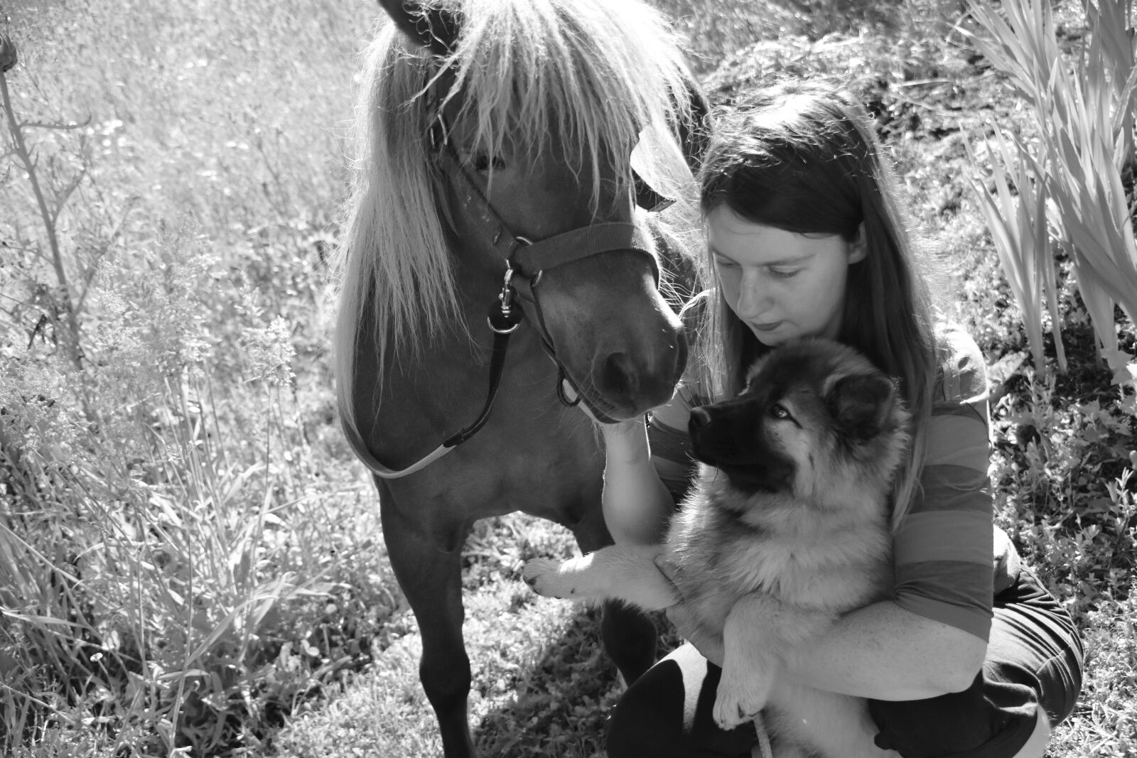 Nikon D5600 sample photo. Pony dog, girl, shetland photography