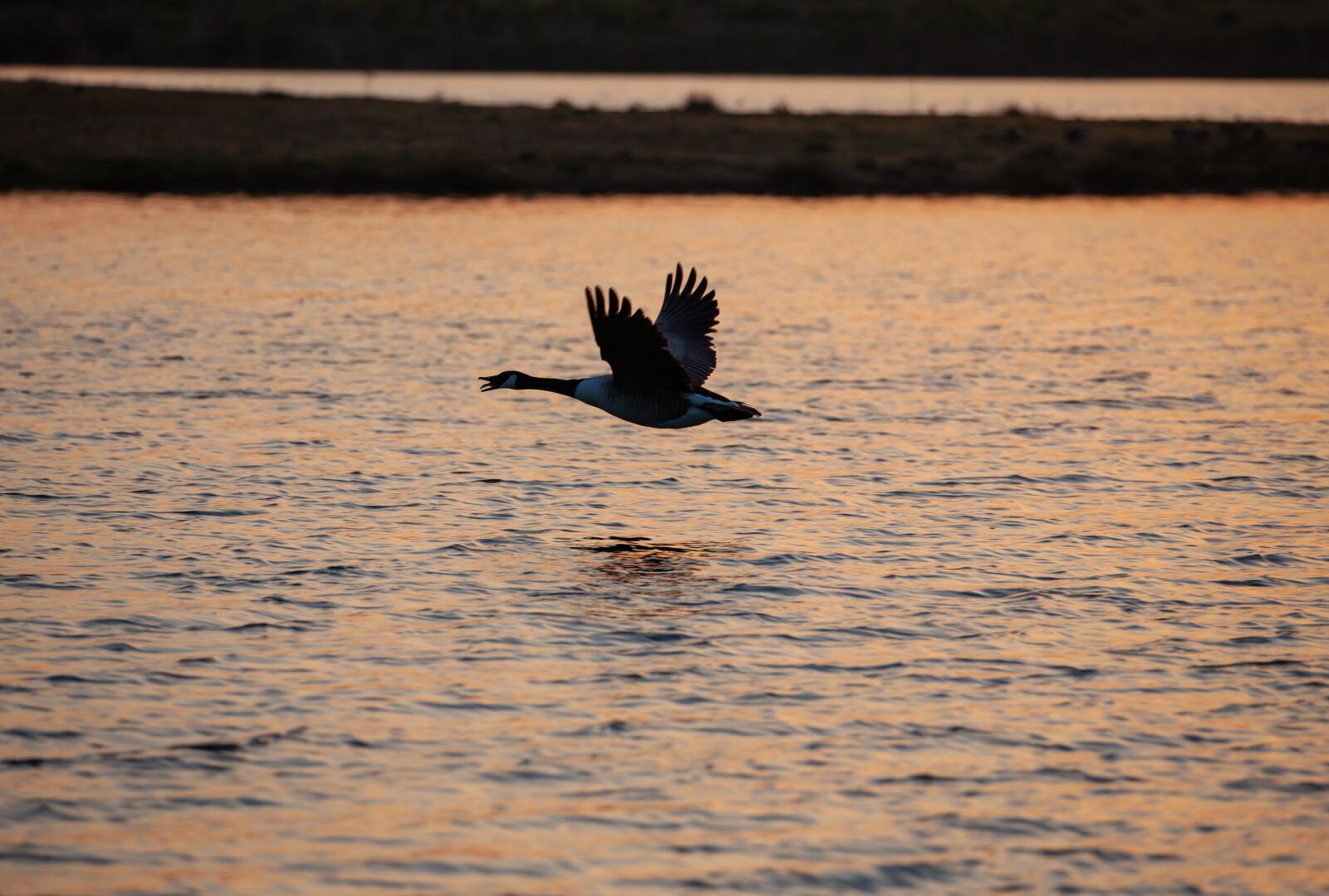 Canon EOS 5D Mark II sample photo. Goose, waterfowl, sunrise photography