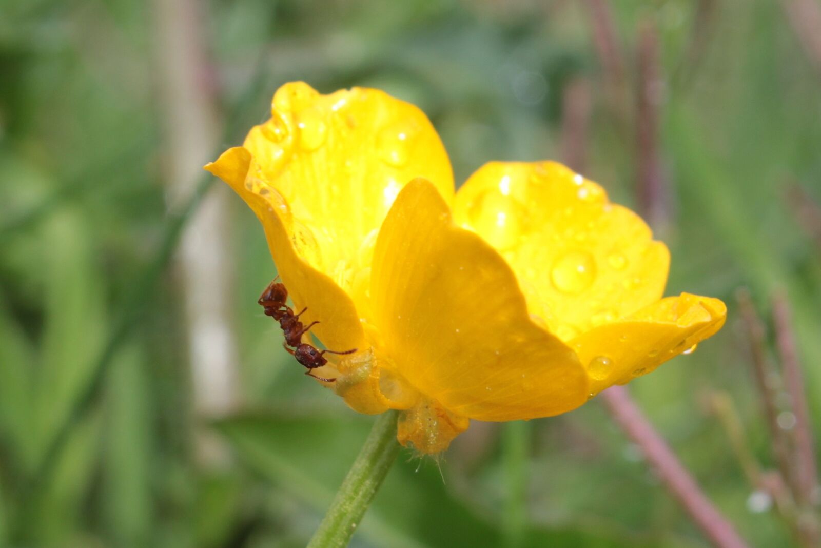 Canon EOS 650D (EOS Rebel T4i / EOS Kiss X6i) sample photo. Sharp buttercup, ranunculus acris photography