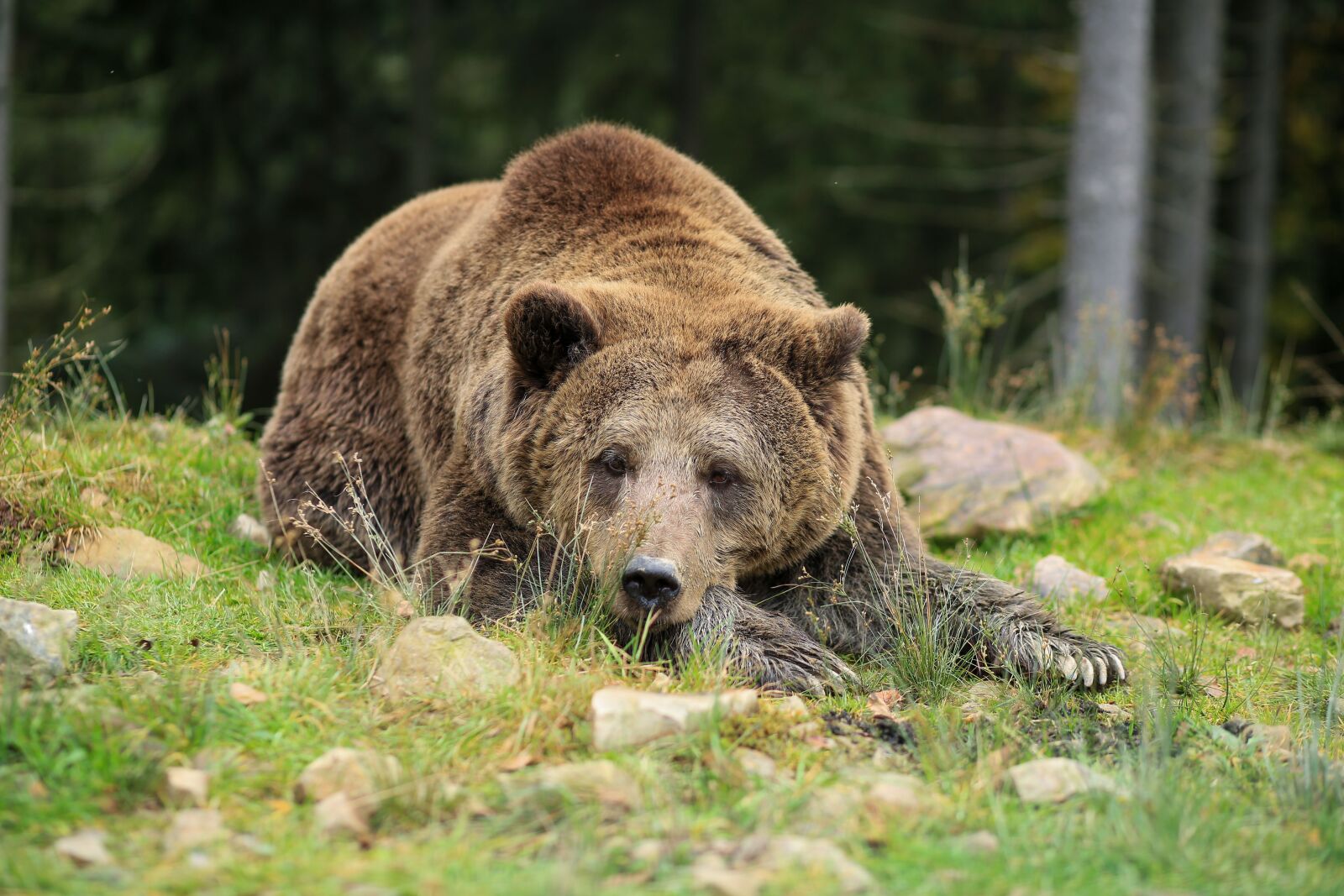 Canon EF 85mm F1.8 USM sample photo. Bear, brown, reserve photography