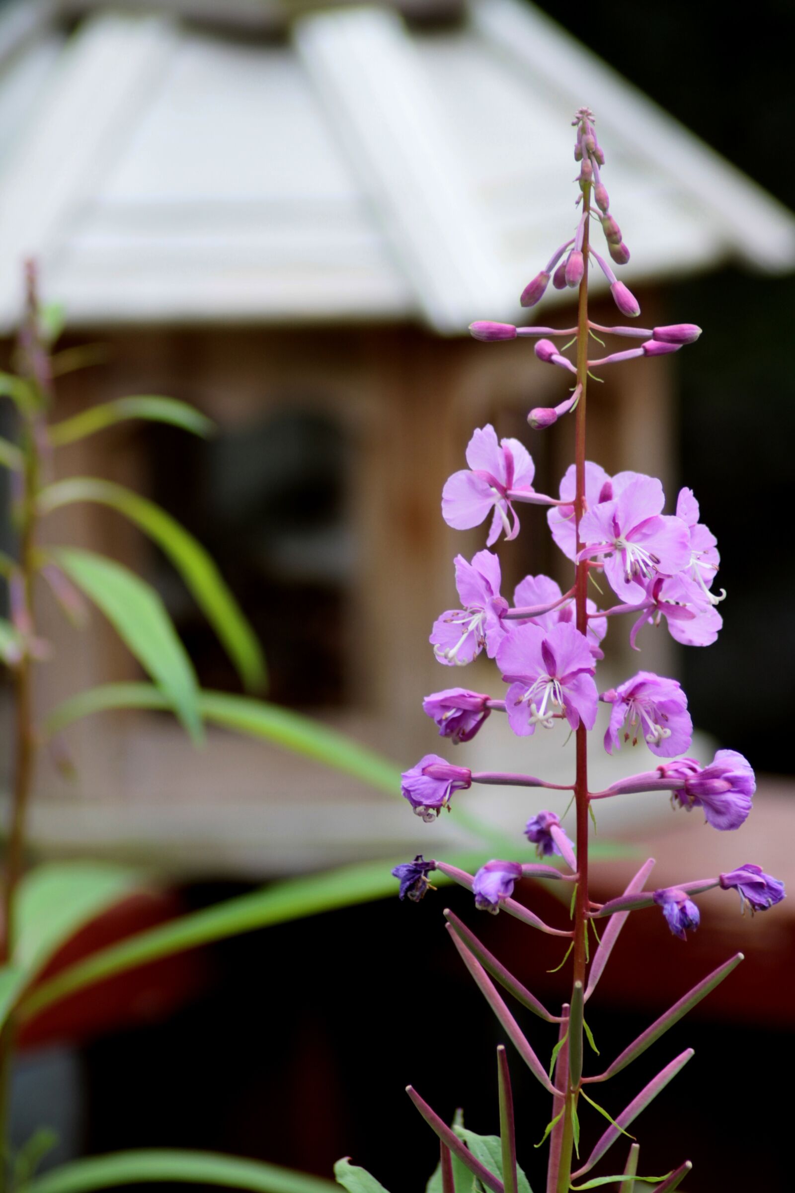 Canon EOS 7D sample photo. Fireweed, alaska, landscape photography
